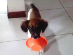 Cachorro raça Srd idade 2 a 6 meses nome Luppy