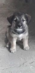 Bebê 