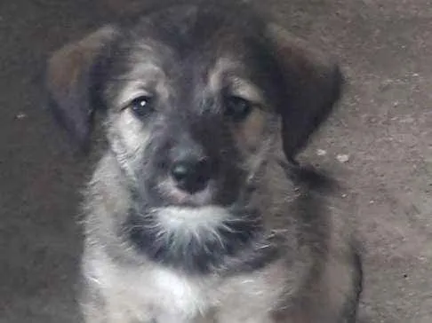Cachorro ra a  idade 2 a 6 meses nome Bebê 