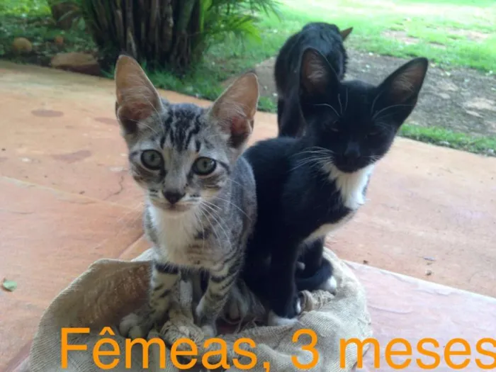 Gato ra a Indefinida idade Abaixo de 2 meses nome Sem nome