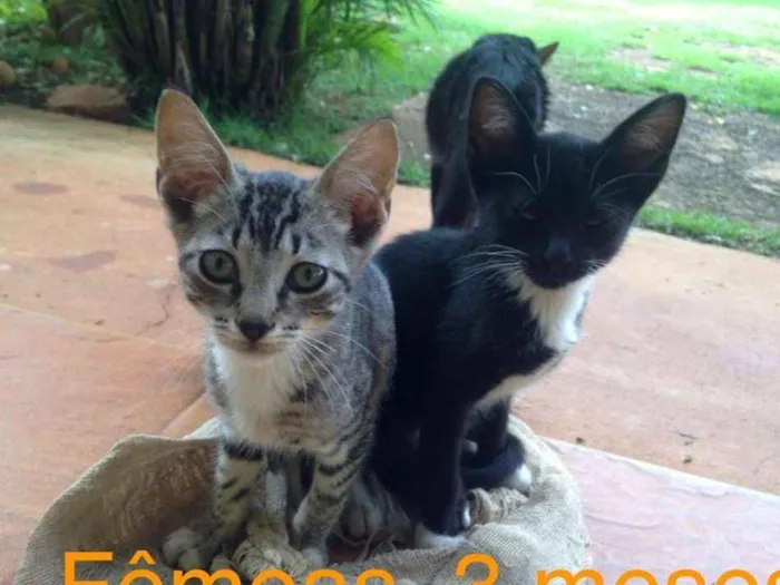 Gato ra a Indefinida idade Abaixo de 2 meses nome Sem nome