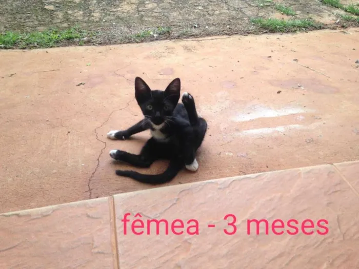 Gato ra a Indefinida idade Abaixo de 2 meses nome Sem nome