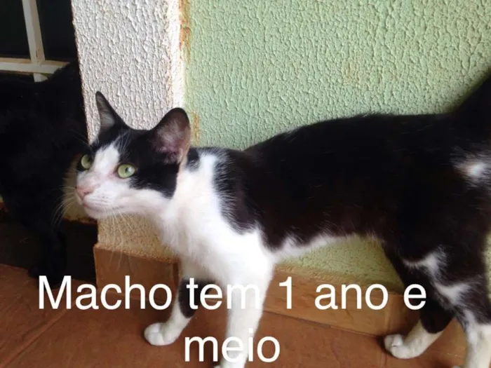 Gato ra a Indefinida idade Abaixo de 2 meses nome Sem nome