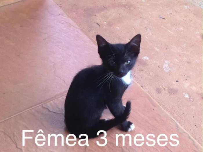 Gato ra a Indefinida idade Abaixo de 2 meses nome Sem nome