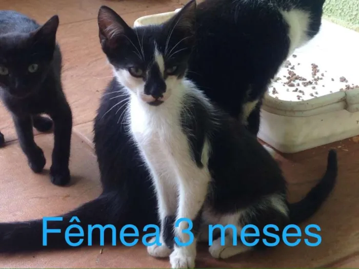 Gato ra a Indefinida idade Abaixo de 2 meses nome Sem nome