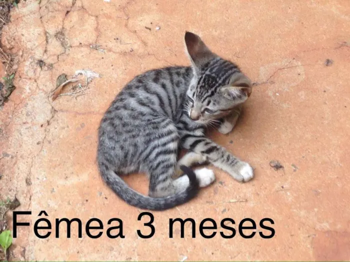 Gato ra a Indefinida idade Abaixo de 2 meses nome Sem nome