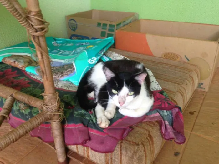Gato ra a Indefinida idade Abaixo de 2 meses nome Sem nome