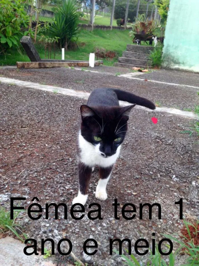 Gato ra a Indefinida idade Abaixo de 2 meses nome Sem nome