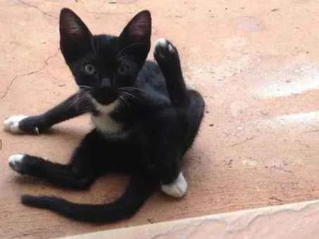 Gato ra a Indefinida idade Abaixo de 2 meses nome Sem nome