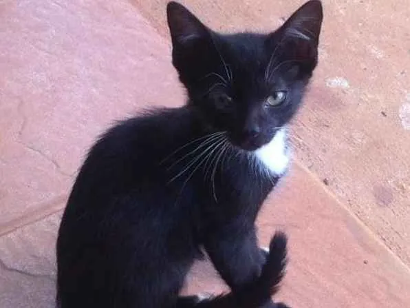 Gato ra a Indefinida idade Abaixo de 2 meses nome Sem nome