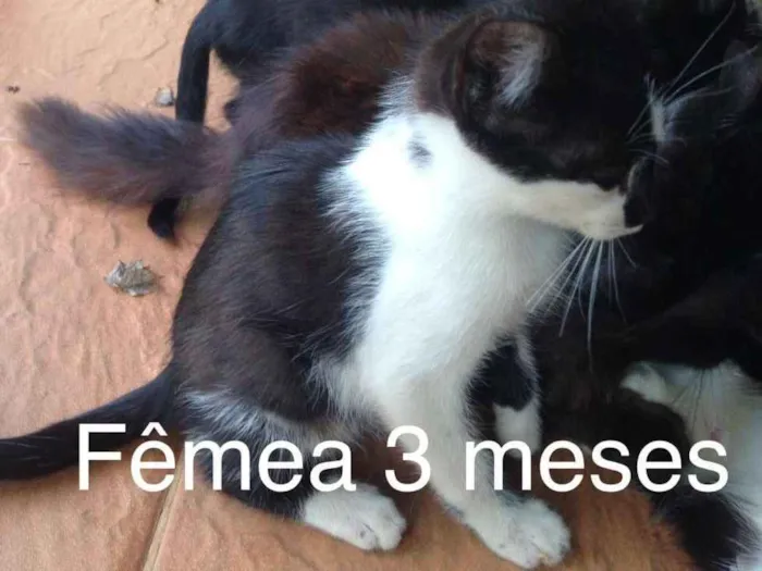 Gato ra a Indefinida idade Abaixo de 2 meses nome Sem nome