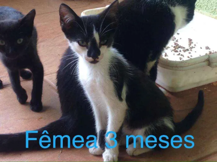 Gato ra a Indefinida idade Abaixo de 2 meses nome Sem nome