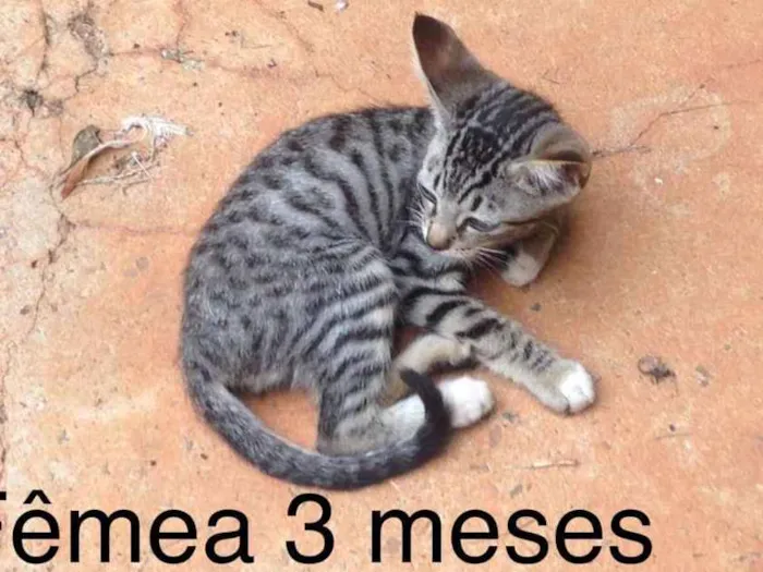 Gato ra a Indefinida idade Abaixo de 2 meses nome Sem nome