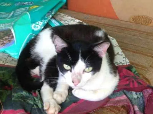 Gato ra a Indefinida idade Abaixo de 2 meses nome Sem nome
