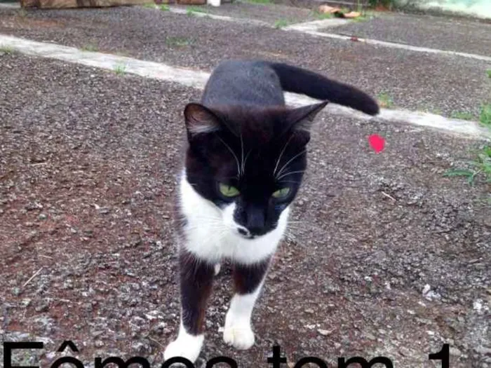 Gato ra a Indefinida idade Abaixo de 2 meses nome Sem nome