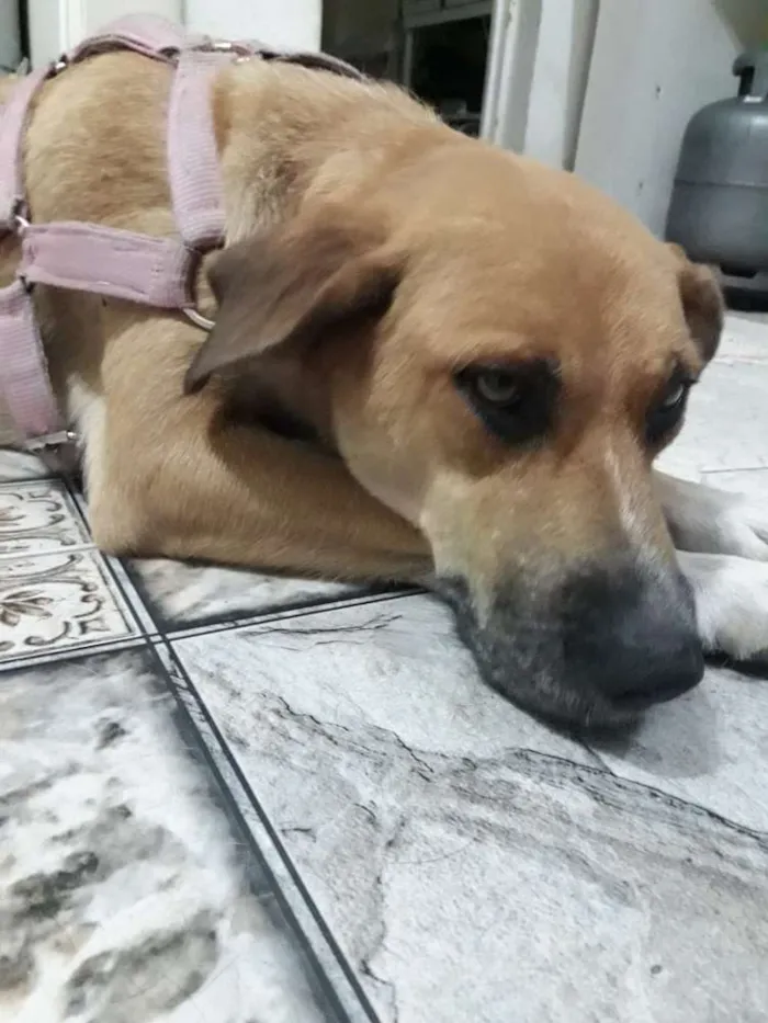 Cachorro ra a Srd idade 2 anos nome Princesa