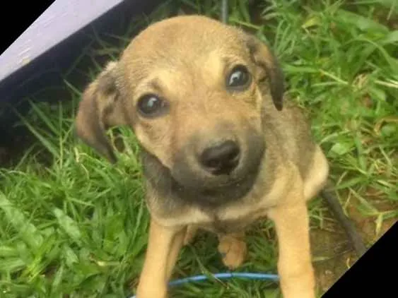 Cachorro ra a Viralata idade 2 a 6 meses nome Sem nome