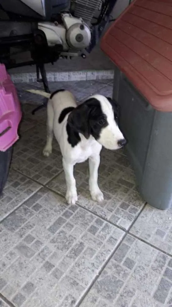 Cachorro ra a Vira lata idade 2 a 6 meses nome Sem nome filhote