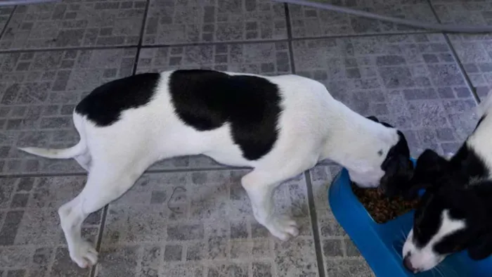 Cachorro ra a Vira lata idade 2 a 6 meses nome Sem nome filhote