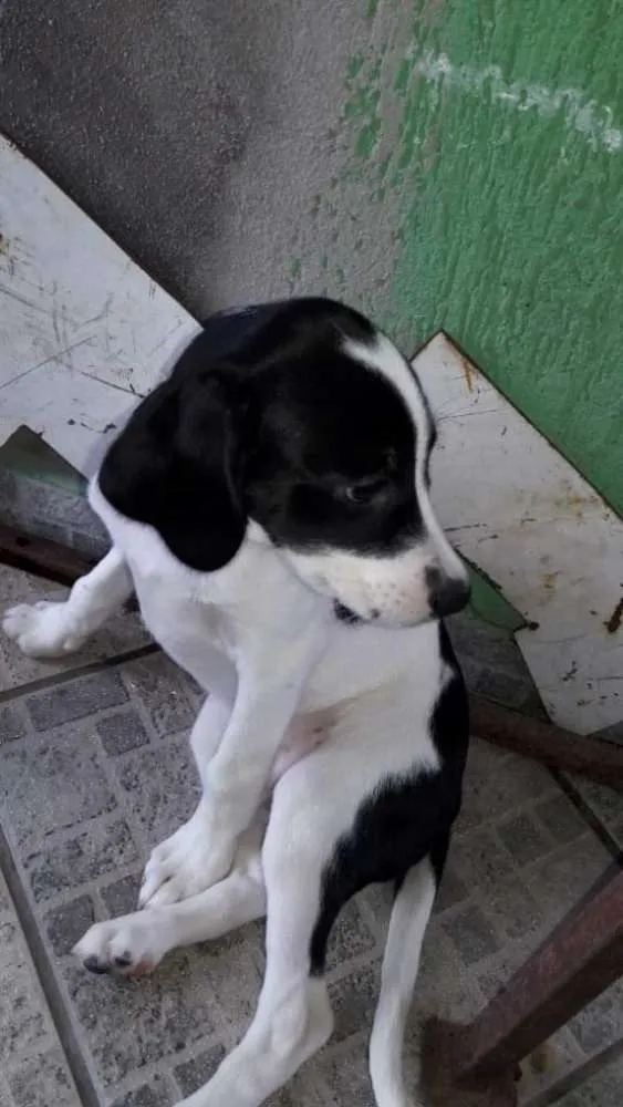 Cachorro ra a Vira lata idade 2 a 6 meses nome Sem nome filhote