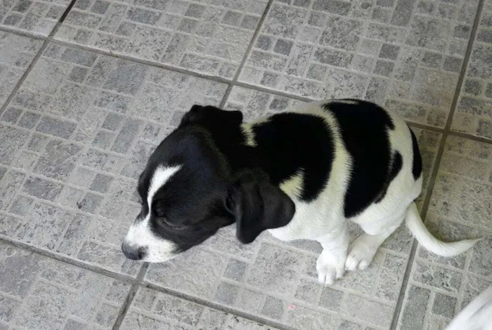 Cachorro ra a Vira lata idade 2 a 6 meses nome Sem nome filhote