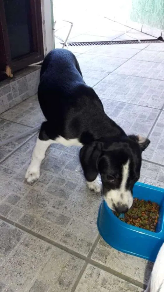 Cachorro ra a Vira lata idade 2 a 6 meses nome Sem nome filhote