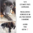 Cachorro raça Canina idade 4 anos nome Tutti