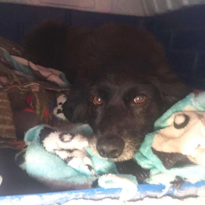 Cachorro raça Canina idade 4 anos nome Tutti