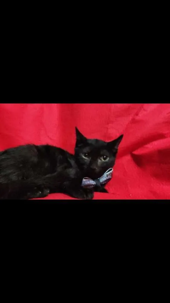 Gato ra a Felino idade 2 a 6 meses nome Salpicão