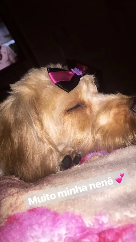 Cachorro ra a Vira lata  idade 2 anos nome Belinha 