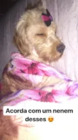 Belinha 