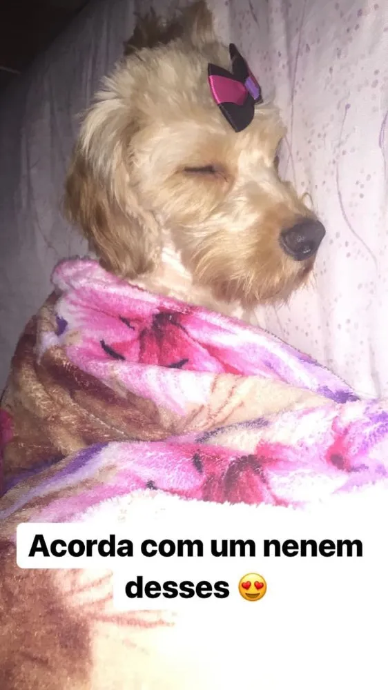 Cachorro ra a Vira lata  idade 2 anos nome Belinha 