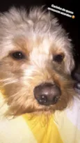 Belinha 