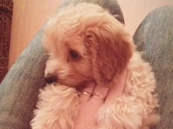 Cachorro ra a Vira lata  idade 2 anos nome Belinha 