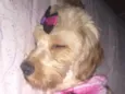 Belinha 