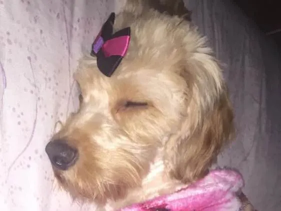 Cachorro ra a Vira lata  idade 2 anos nome Belinha 