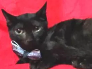 Gato raça Felino idade 2 a 6 meses nome Salpicão