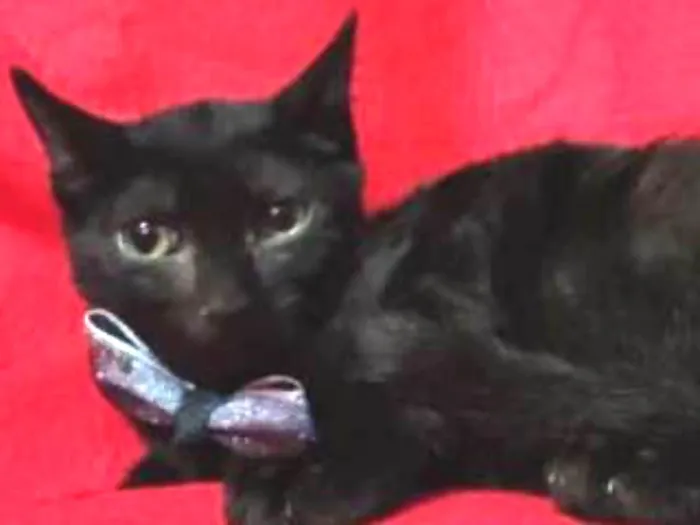 Gato ra a Felino idade 2 a 6 meses nome Salpicão
