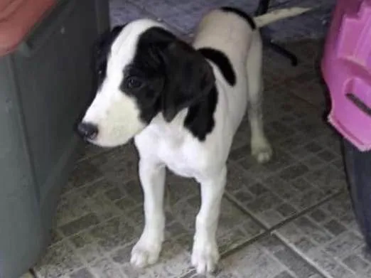 Cachorro ra a Vira lata idade 2 a 6 meses nome Sem nome filhote