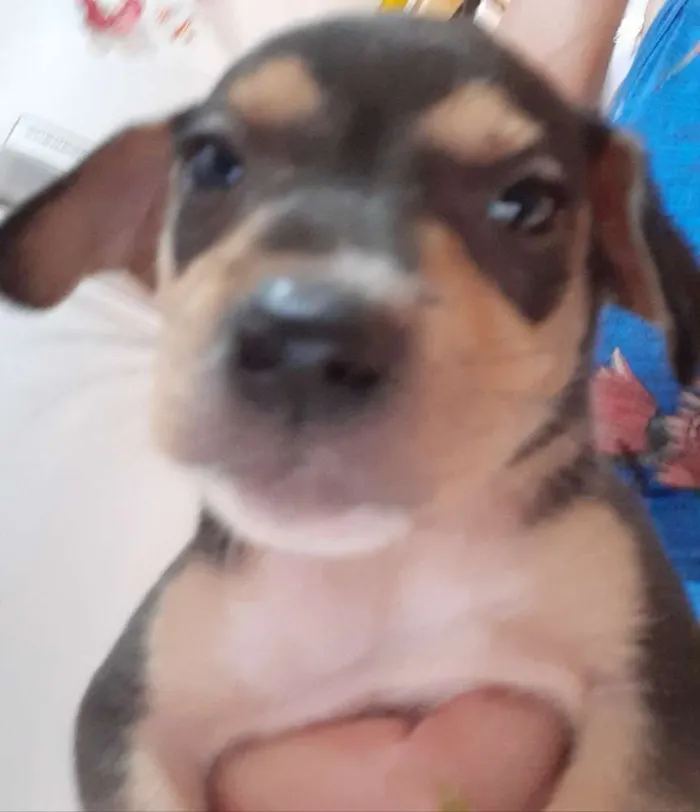 Cachorro ra a  idade 2 a 6 meses nome Tule, Quiara, bebê 