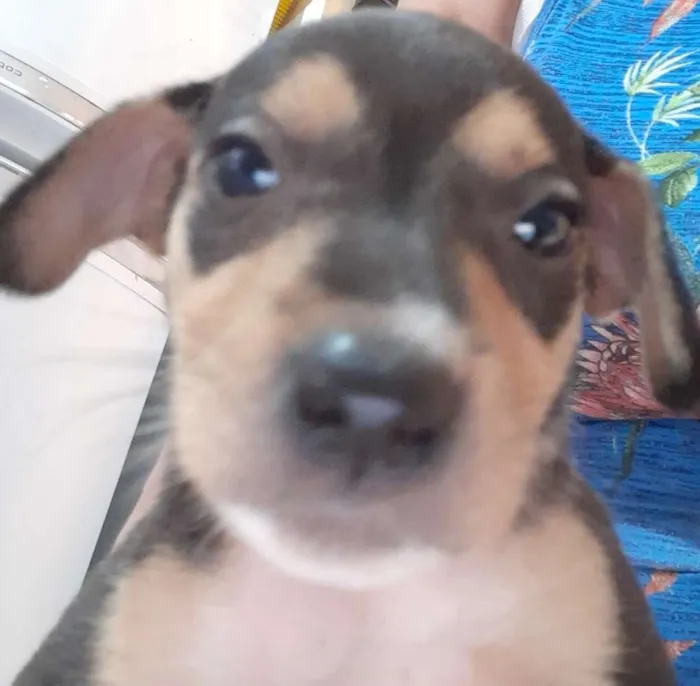 Cachorro ra a  idade 2 a 6 meses nome Tule, Quiara, bebê 