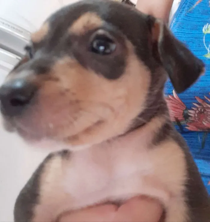 Cachorro ra a  idade 2 a 6 meses nome Tule, Quiara, bebê 