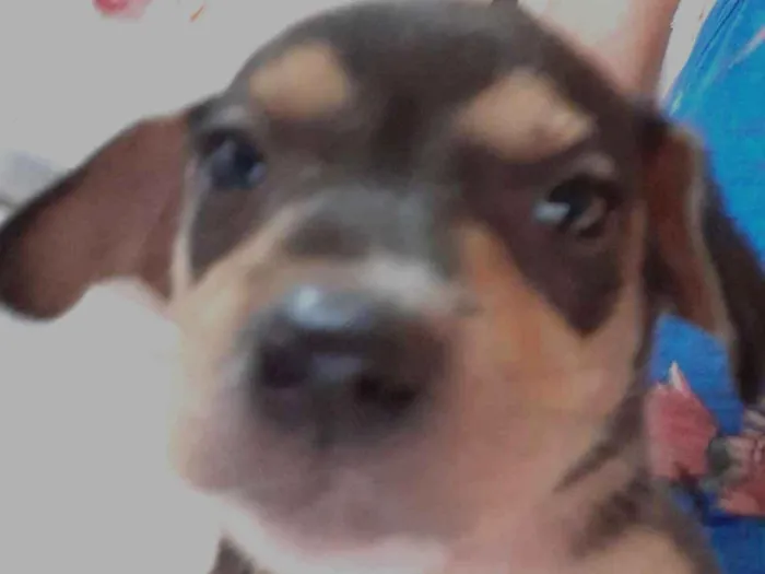 Cachorro ra a  idade 2 a 6 meses nome Tule, Quiara, bebê 