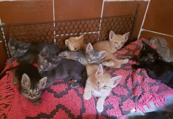 Gato ra a Sem raça idade 2 a 6 meses nome São 8 filhotes