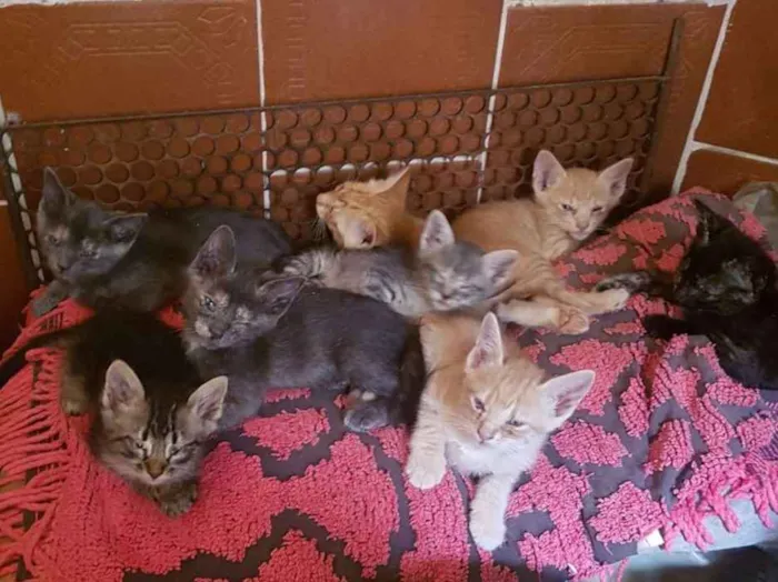 Gato ra a Sem raça idade 2 a 6 meses nome São 8 filhotes