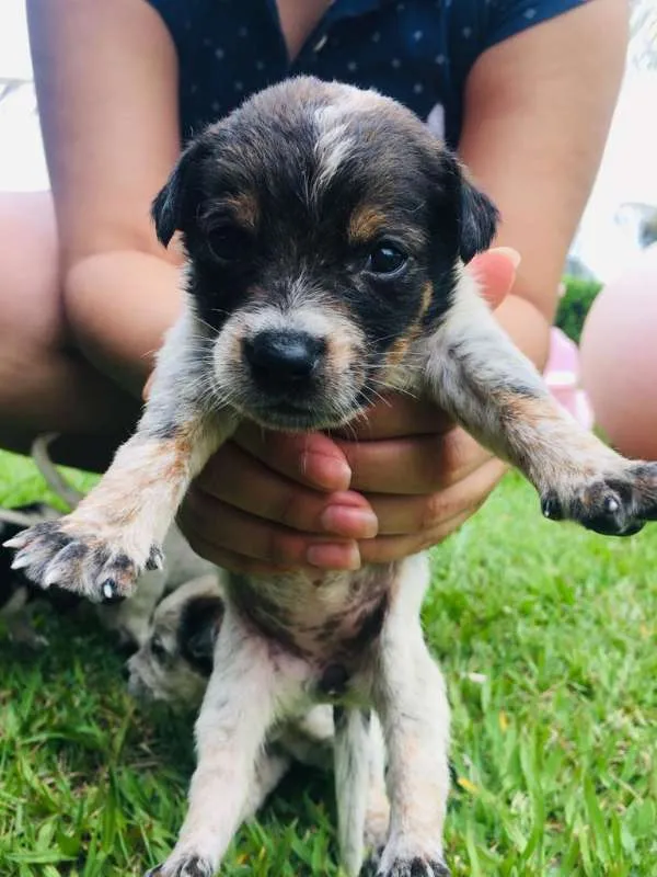 Cachorro ra a INDEFINIDAS idade Abaixo de 2 meses nome LINDOS