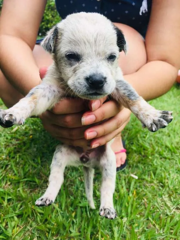 Cachorro ra a INDEFINIDAS idade Abaixo de 2 meses nome LINDOS