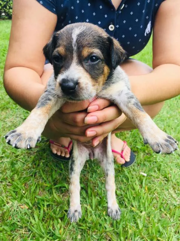 Cachorro ra a INDEFINIDAS idade Abaixo de 2 meses nome LINDOS