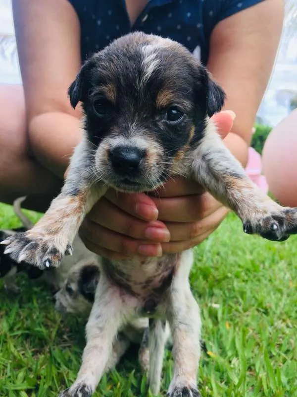 Cachorro ra a INDEFINIDAS idade Abaixo de 2 meses nome LINDOS