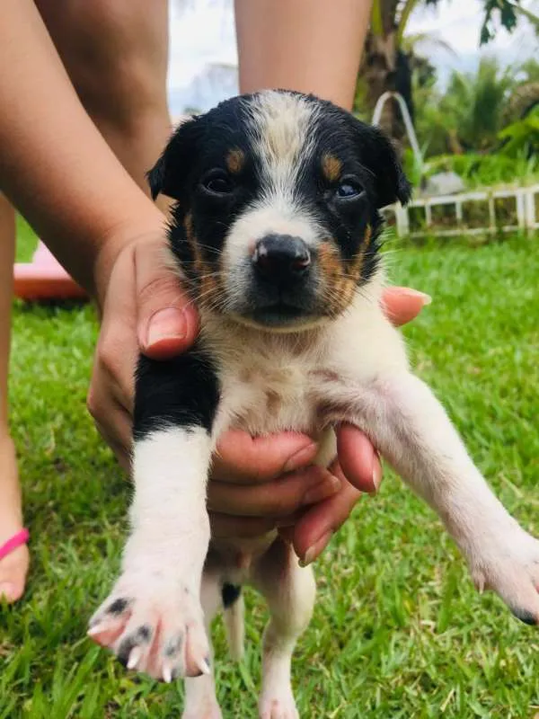 Cachorro ra a INDEFINIDAS idade Abaixo de 2 meses nome LINDOS